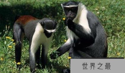 世界上尾巴最长的猴子：尾巴可长达75厘米