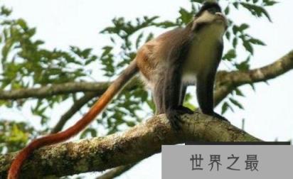 世界上尾巴最长的猴子：尾巴可长达75厘米