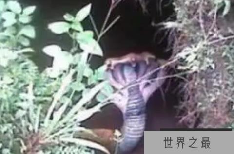 世界上最可怕的五大不明生物