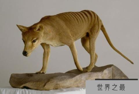 世界上最特别的食肉有袋动物：袋狼