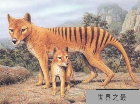 世界上最特别的食肉有袋动物：袋狼