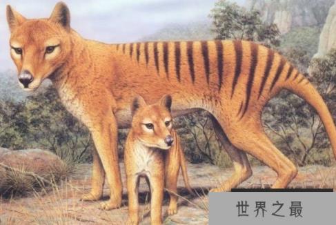 世界上最特别的食肉有袋动物：袋狼