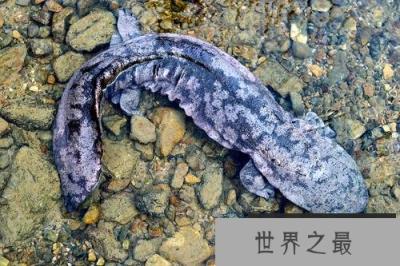 现存最大的两栖动物：中国大鲵身长达1.8米