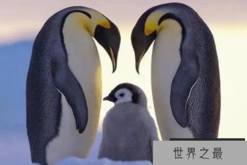 世界上最耐寒的鸟类：企鹅