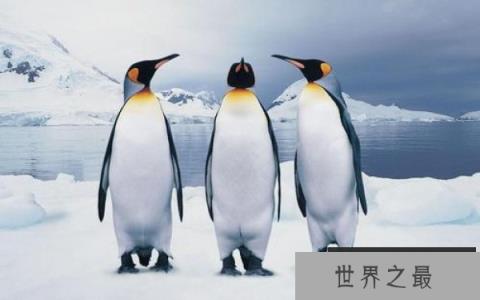 世界上最耐寒的鸟类：企鹅