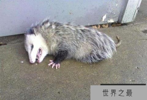 世界上最会装死的动物：负鼠遇到危险就装死