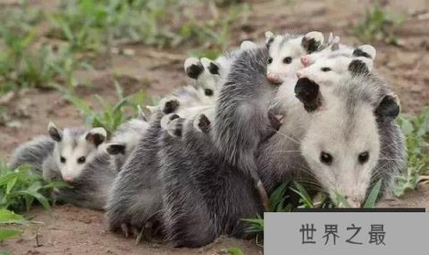 世界上最会装死的动物：负鼠遇到危险就装死