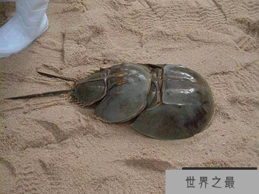 世上最古老的活化石生物：鲎