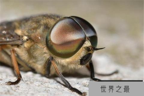世界上最大的苍蝇：大虻极具危害，浑身带病毒