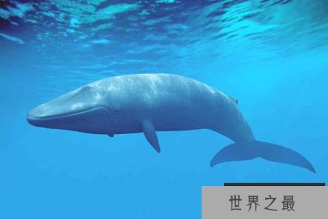 世界上最大吃货：蓝鲸