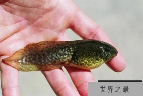世界上最大的蝌蚪是什么：奇异多指节蟾体长25厘米