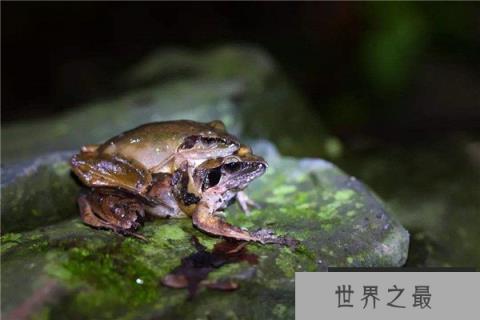 世界上最大的蝌蚪是什么：奇异多指节蟾体长25厘米