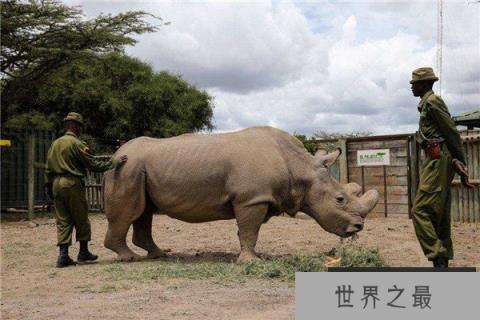 世界上最大的犀牛是什么：白犀牛