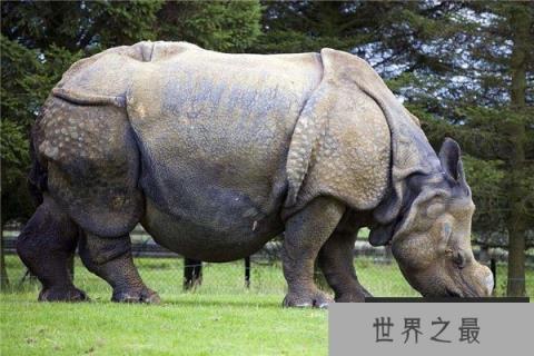 世界上最小的犀牛，苏门犀