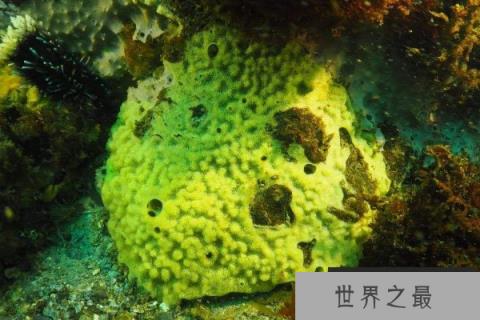 世界活的最长的动物：南极海绵