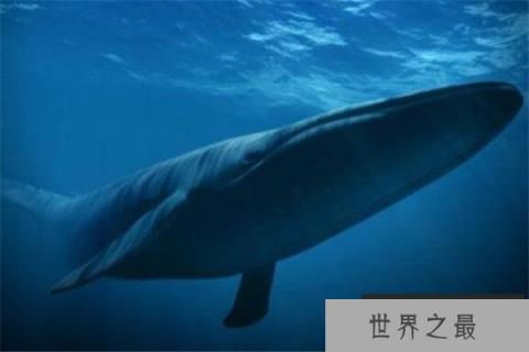 地球上10大大块头的动物