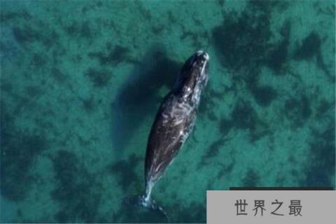 地球上10大大块头的动物