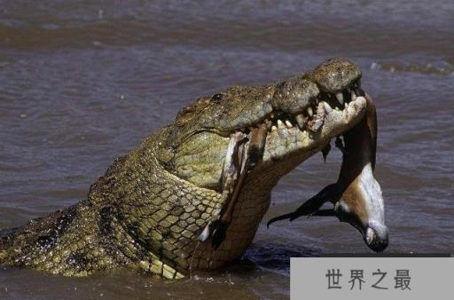 地球上10大巨型鳄鱼