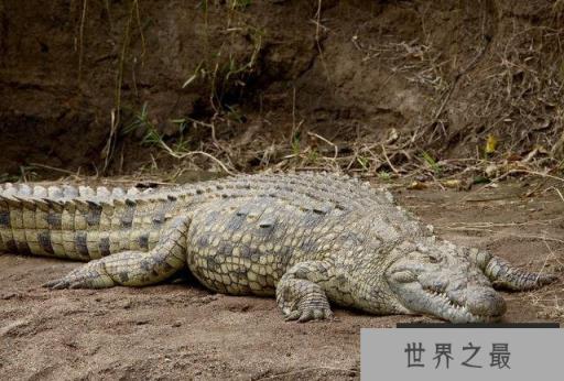 地球上10大巨型鳄鱼