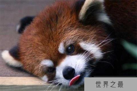 全球10大最萌最可爱的动物