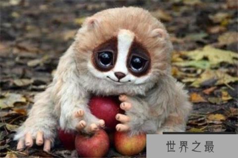 全球10大最萌最可爱的动物