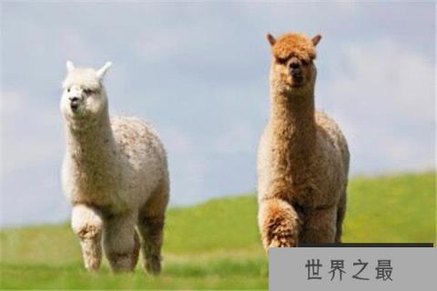 全球10大最萌最可爱的动物