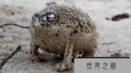 世界上十种最罕见动物