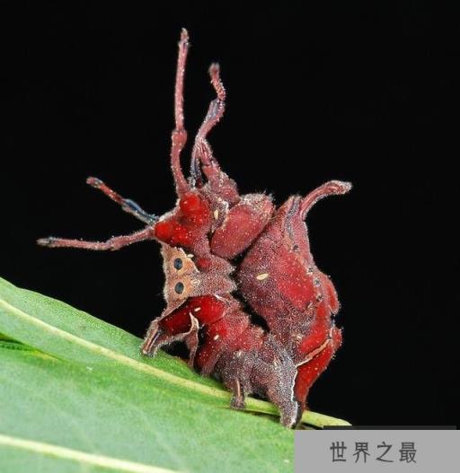 世界上十种最罕见动物