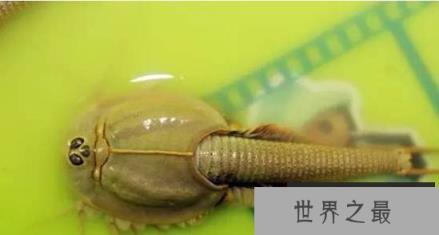 世界上十种最罕见动物