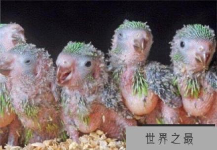 全球5大长相最怪异的动物