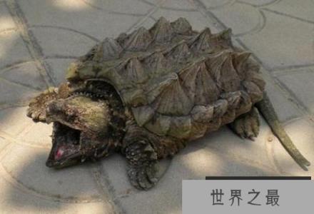 全球5大长相最怪异的动物