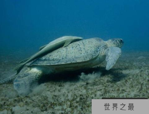 世界上最懒的鱼：吸盘鱼懒得出奇，靠寄居为生