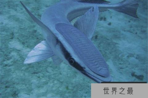 世界上最懒的鱼：吸盘鱼懒得出奇，靠寄居为生