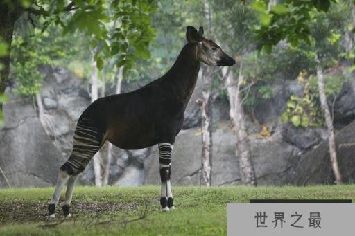 世界最神秘动物：霍加皮是非洲“独角兽”