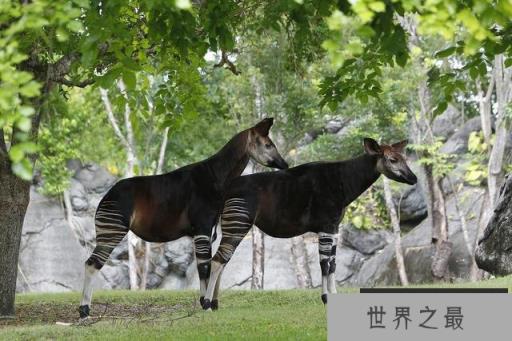 世界最神秘动物：霍加皮是非洲“独角兽”