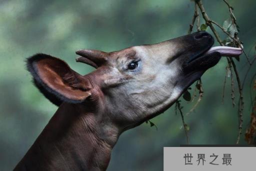 世界最神秘动物：霍加皮是非洲“独角兽”