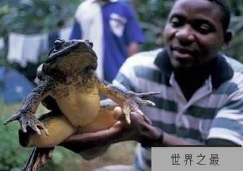 世界上最大的水蛙：非洲巨蛙