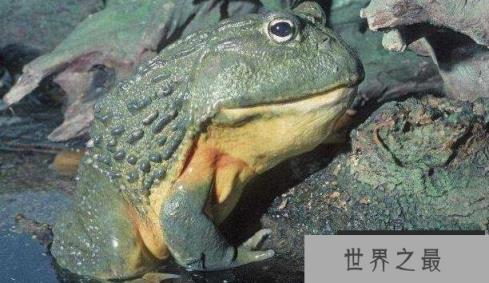 世界上最大的水蛙：非洲巨蛙