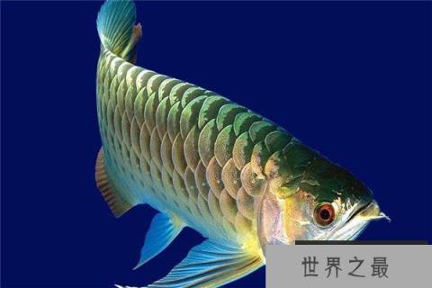 世界上最暴躁的鱼