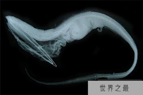 世界上最暴躁的鱼