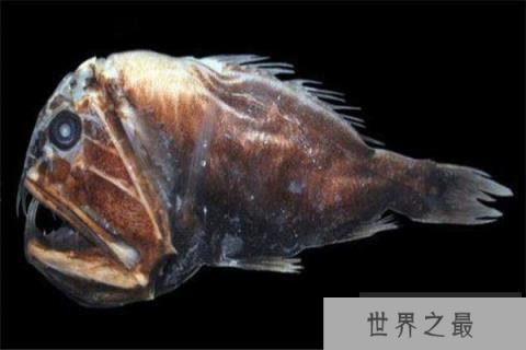 世界上最暴躁的鱼