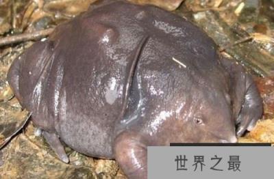 世界最漂亮的10种青蛙