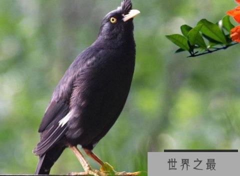 世界上10大最粘人的鸟