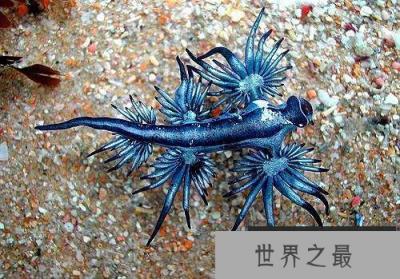 世界上最像外星人的生物