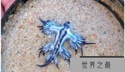 世界上最像外星人的生物