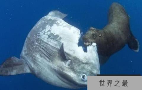 世界上最傻的鱼：翻车鱼