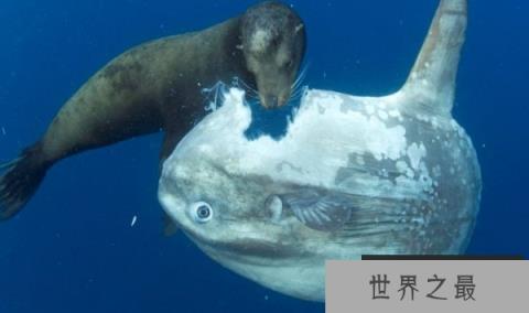 世界上最傻的鱼：翻车鱼