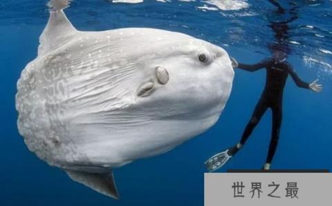 世界上最傻的鱼：翻车鱼