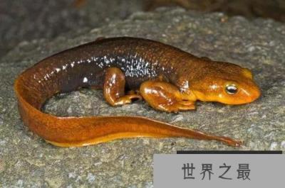 10大不需要大脑的奇特动物