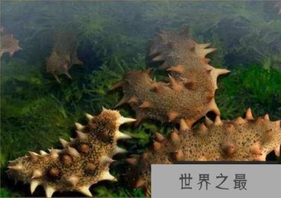 10大不需要大脑的奇特动物